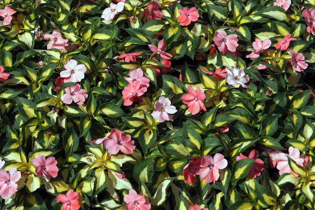 Between the yellow in the leaves and the several-tones of flower color, this SunPatiens adds lots of color to a garden. As these salmon flowers fade they become a pale peachy-pink. This variegated SunPatiens also comes with white flowers.