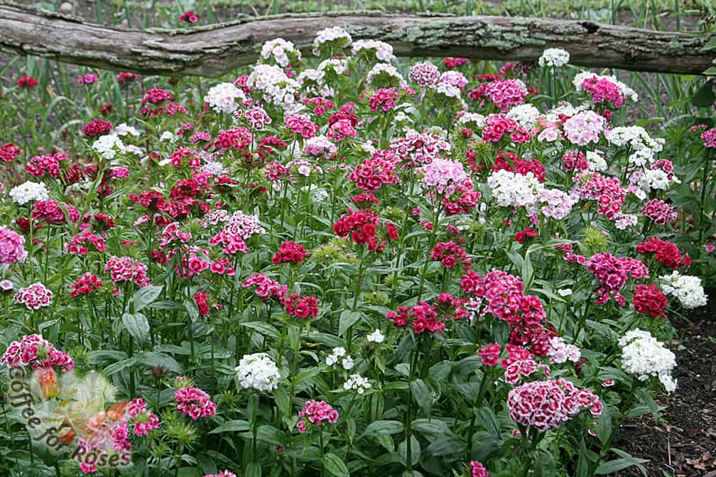 How could you have a cutting garden without sweet William? A spicy scent, pink, white or red flowers, and an old-fashioned look.