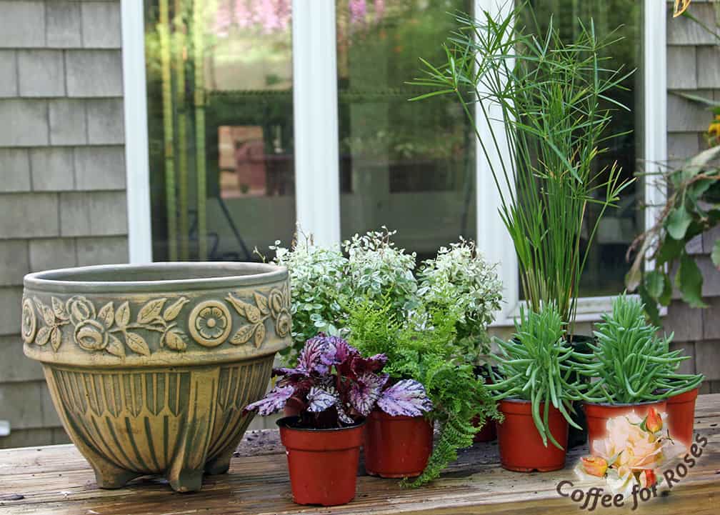 Here are the ingredients I chose for this container. One plant with large leaves that also added a splash of purple. one tall plantt for the center, one plant with variegated foliage, one with bluish foliage and one with bright green, fine foliage. 