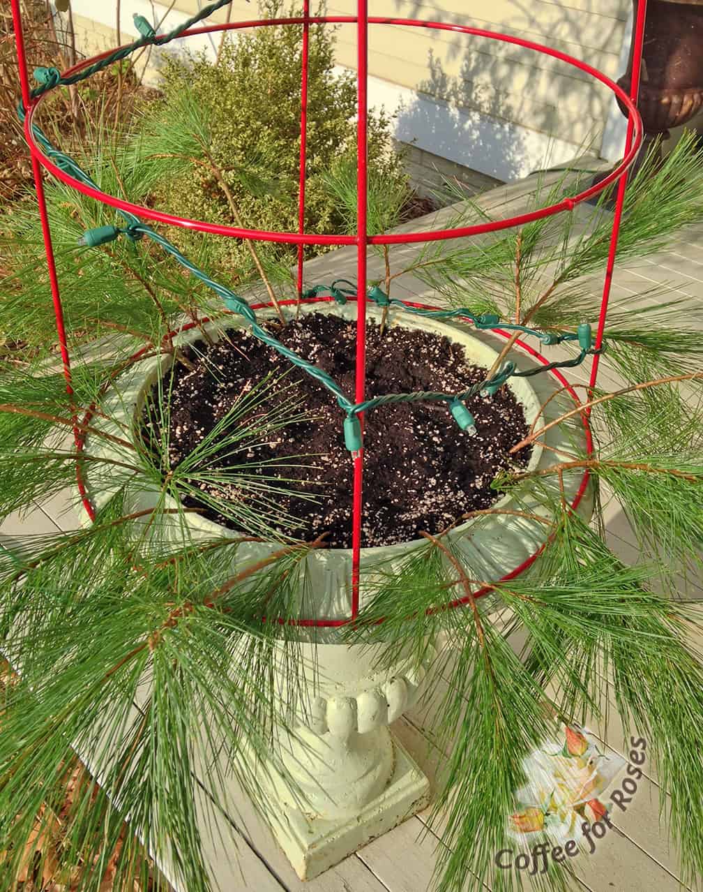 Place the tomato cage on top of the urn. I wired it down under the rim of the urn but frankly, the greens stuck into the soil will hold this in place. Wind the lights in a spiral up the basket.