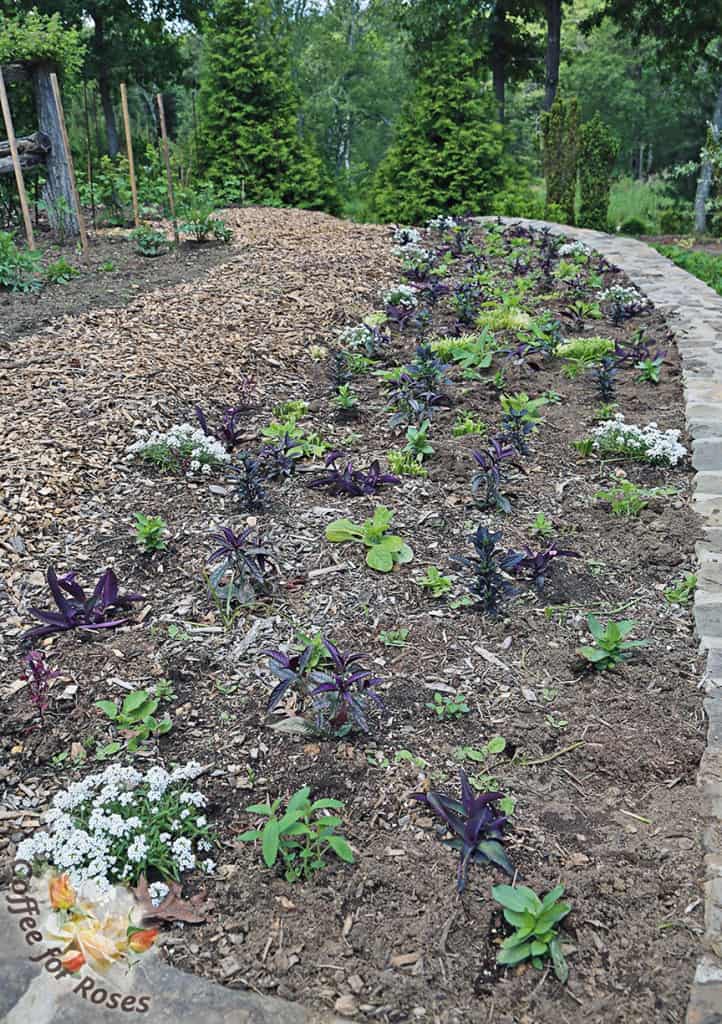 This year annual alley is planted with an assortment of varieties with dark purple foliage and white flowers, with some lime-green Nicotiana thrown in for fun. I'll post photos later in the summer to show how it has all filled in. 