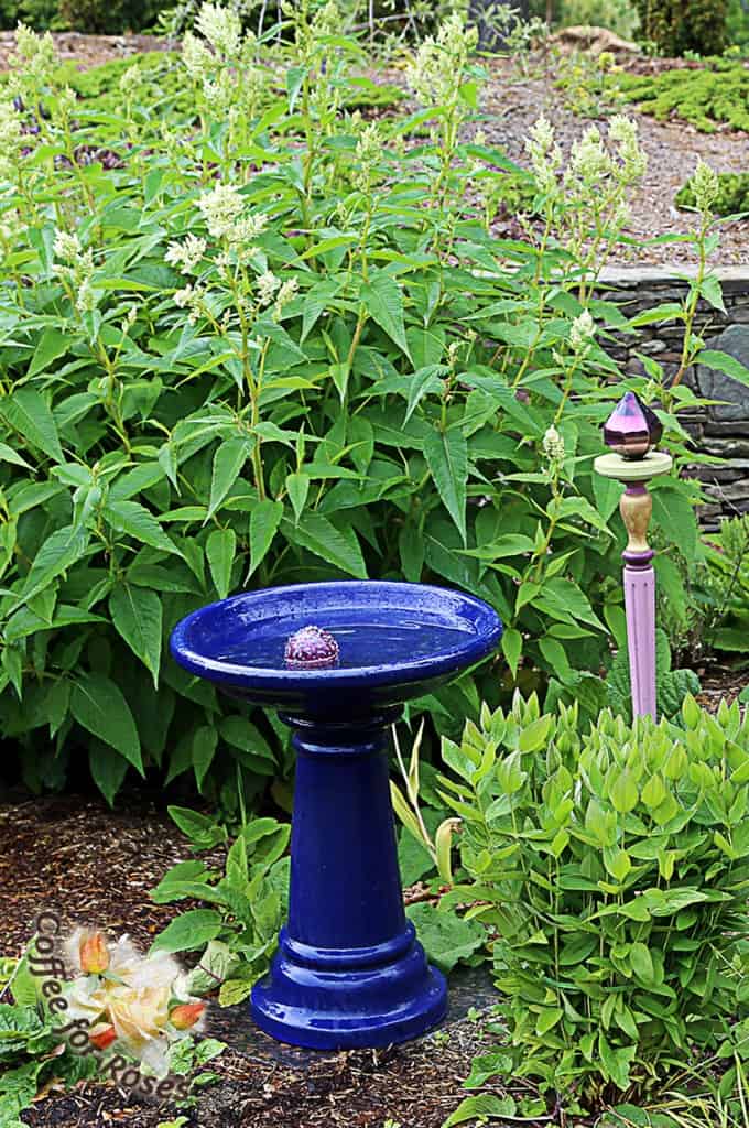Here is a garden totem that is part ornament, part plant support. Next to the birdbath I have a Clematis integrifolia, which is a bush form of clematis. It flops open every spring before flowering, so it needs to be supported. Rather than install an invisible staking system I chose to use this totem that I bought some years ago at a flower show. It is made of a brightly colored stairway spindle, topped with a flat wooden disk and a plastic finial. You could make the same with any spindle from a home supply store - top with the unfinished wooden circles that are sold as wheels at crafts stores, and an old glass insulator or upside down small flower pot. The possibilities are endless. To use such a piece as a support, push it into the ground right next to the flopping plant and then run a cord or, as I did here, a thin piece of Velcro around the plant, tucking it under the leaves so it doesn't show much. The ornamental aspect of the totem takes the eye away from the fact that the plant is tied.