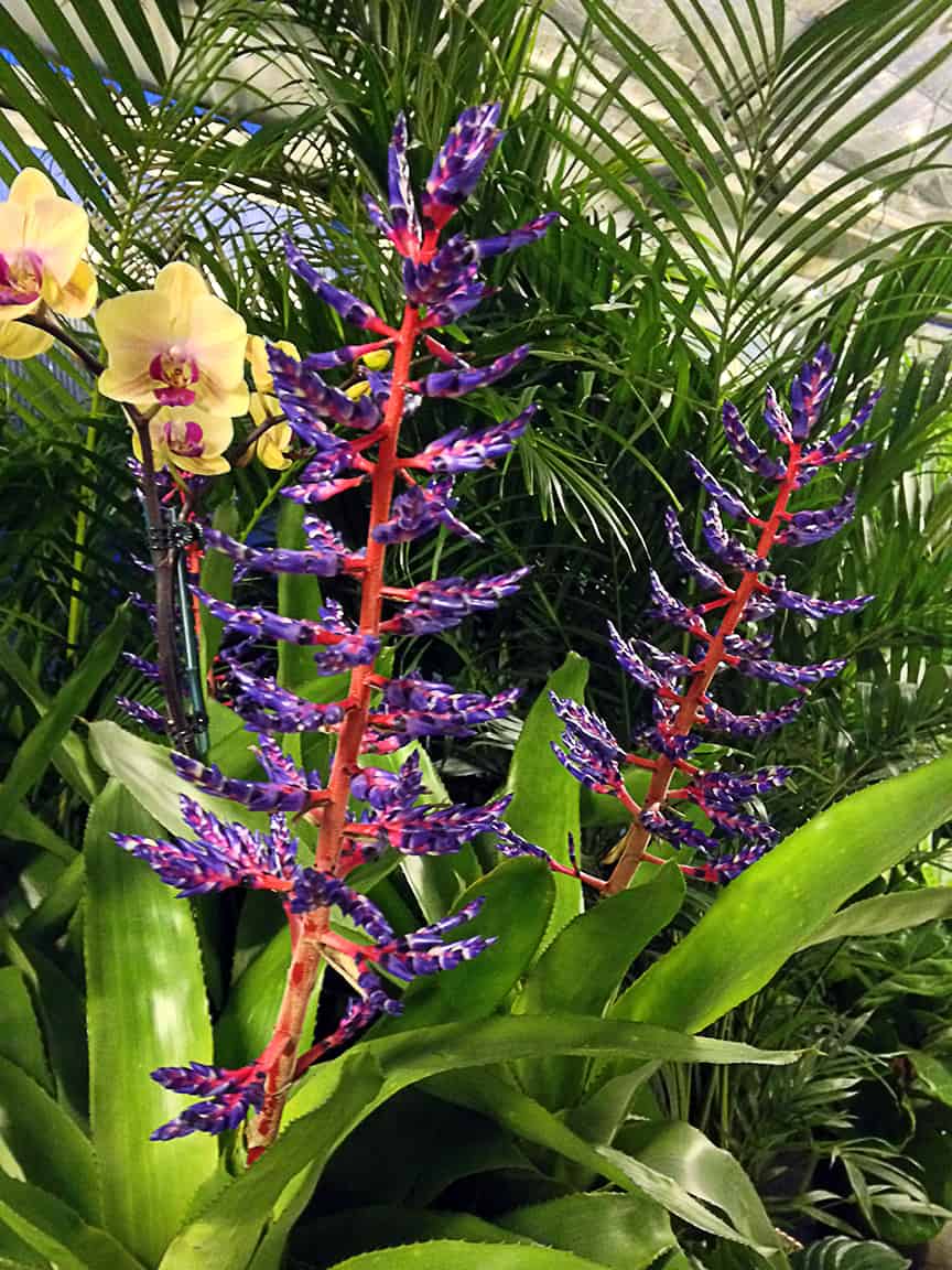 Garden Center Safari #3