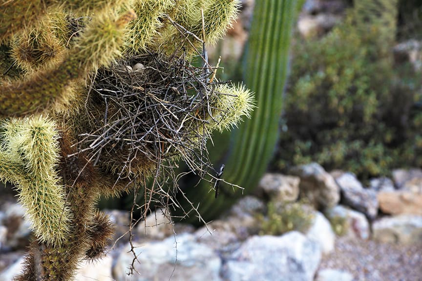 Cactus spikes protect fragile eggs in one of the many nests spied in the Tucson Botanical Gardens
