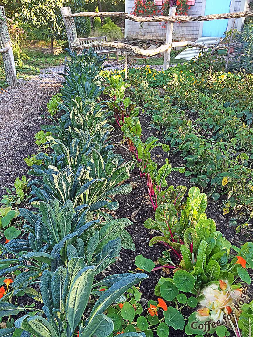 Here is how part of my veggie garden looks now, in mid-October. You see that the Tuscan kale and chard are still going strong! The beans are still producing but just barely. 