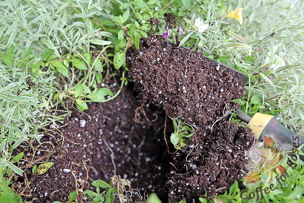 After the plant is out hollow out the hole to make a space that's about the size of the rootball for the plant you're installing. If you're using time-release fertilizer put some in this hole before placing the new plant inside.