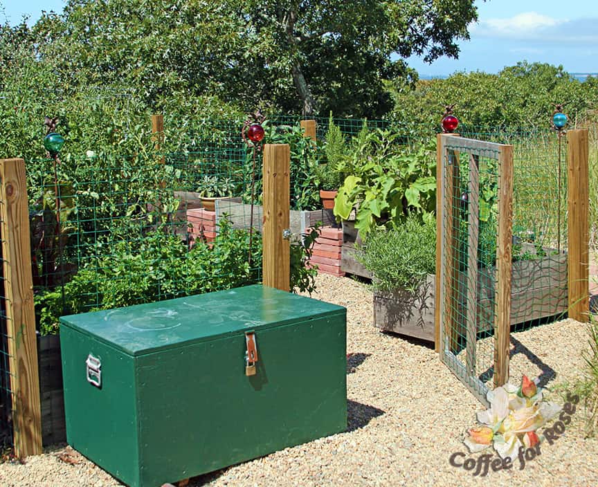 Here is another example of a veggie garden that's been planted above ground. These gardeners used wooden boxes and assorted recycled containers for this garden on top of pure sand. They fenced it to keep rabbits and other critters out. The green box used to be a truck tool box and they've repurposed it as their "garden shed" to hold tools and supplies. 