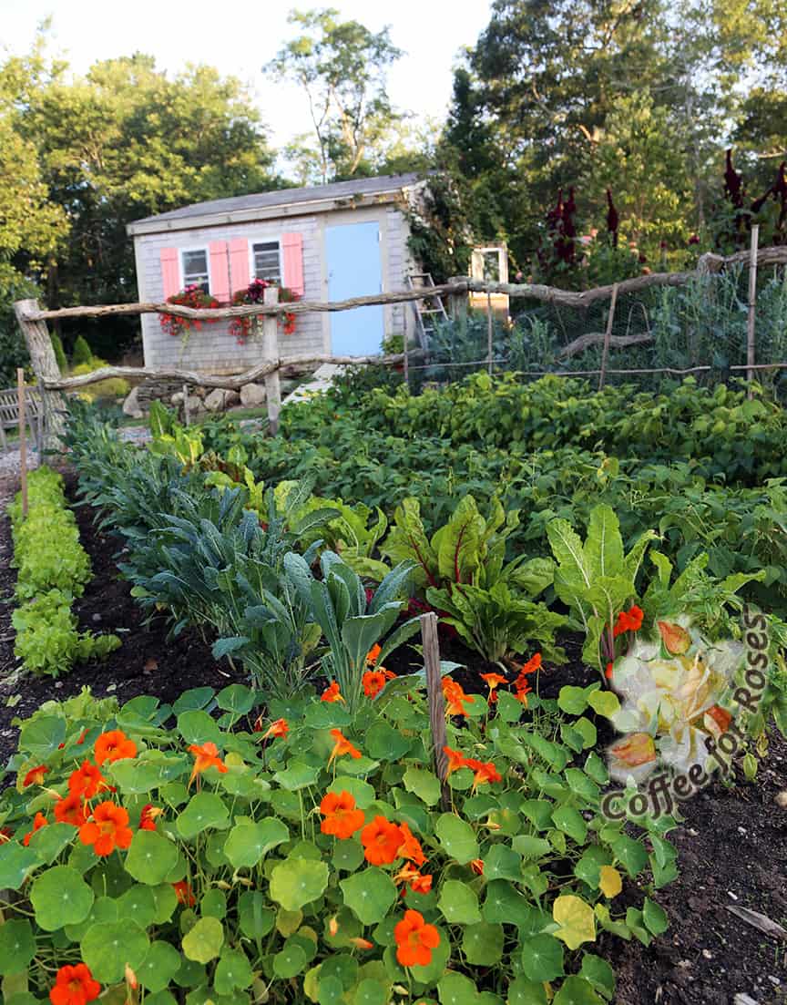 Here is a quarter of our garden at Poison Ivy Acres. You can see nasturtiums, kale, chard, and green beans in this photo.
