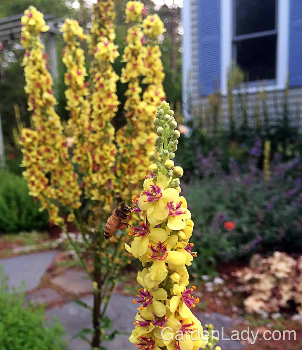 All types of bees love this Verbascum.