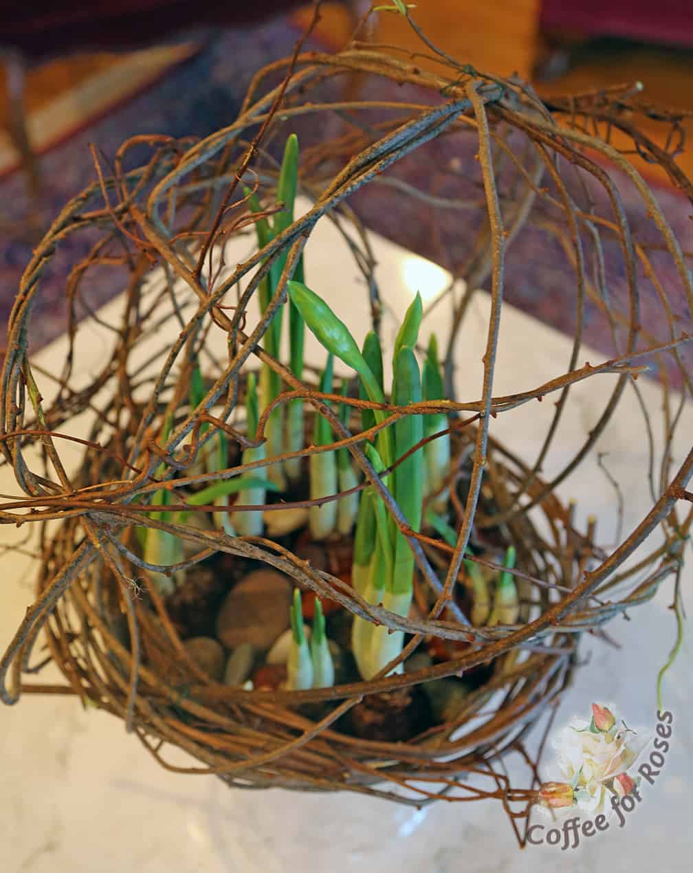 Once the ball is secured with the wires and stays together you place it over the growing narcissus bulbs.