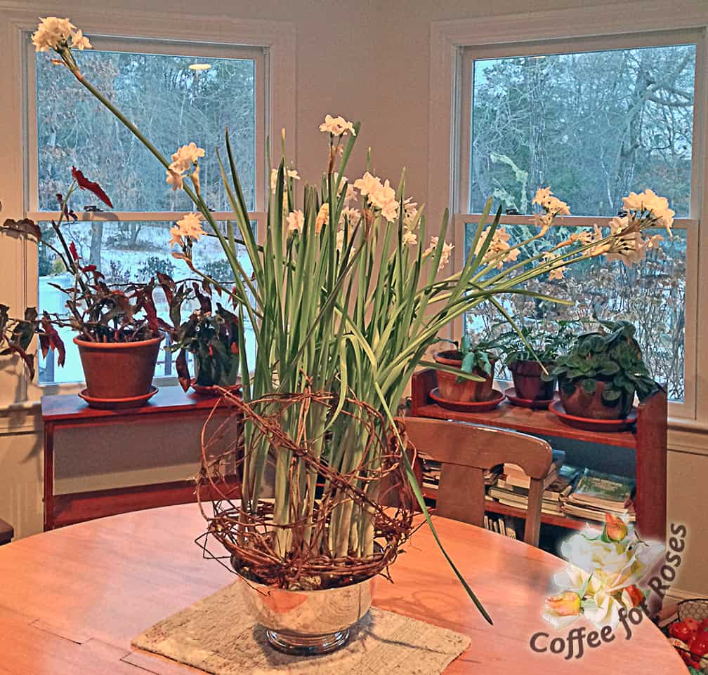 Search on this blog for "vine support for paperwhites" and you'll find instructions for creating the natural flower support you see here.