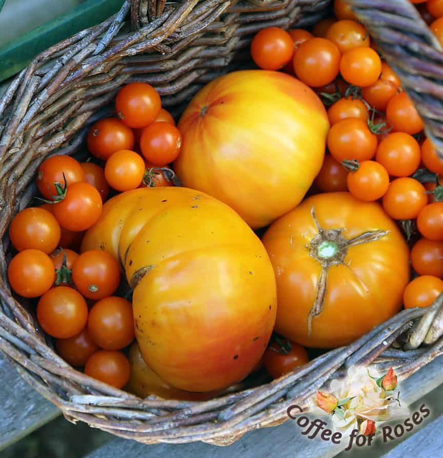 Here are three Virginia Sweets in a basket with the cherry variety Sun Gold. These are the two sweetest varieties I grow.