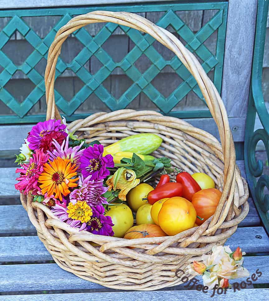 Here is a basket of things I harvested out of my garden on October 10th last year. It included several Virginia Sweets tomatoes. 