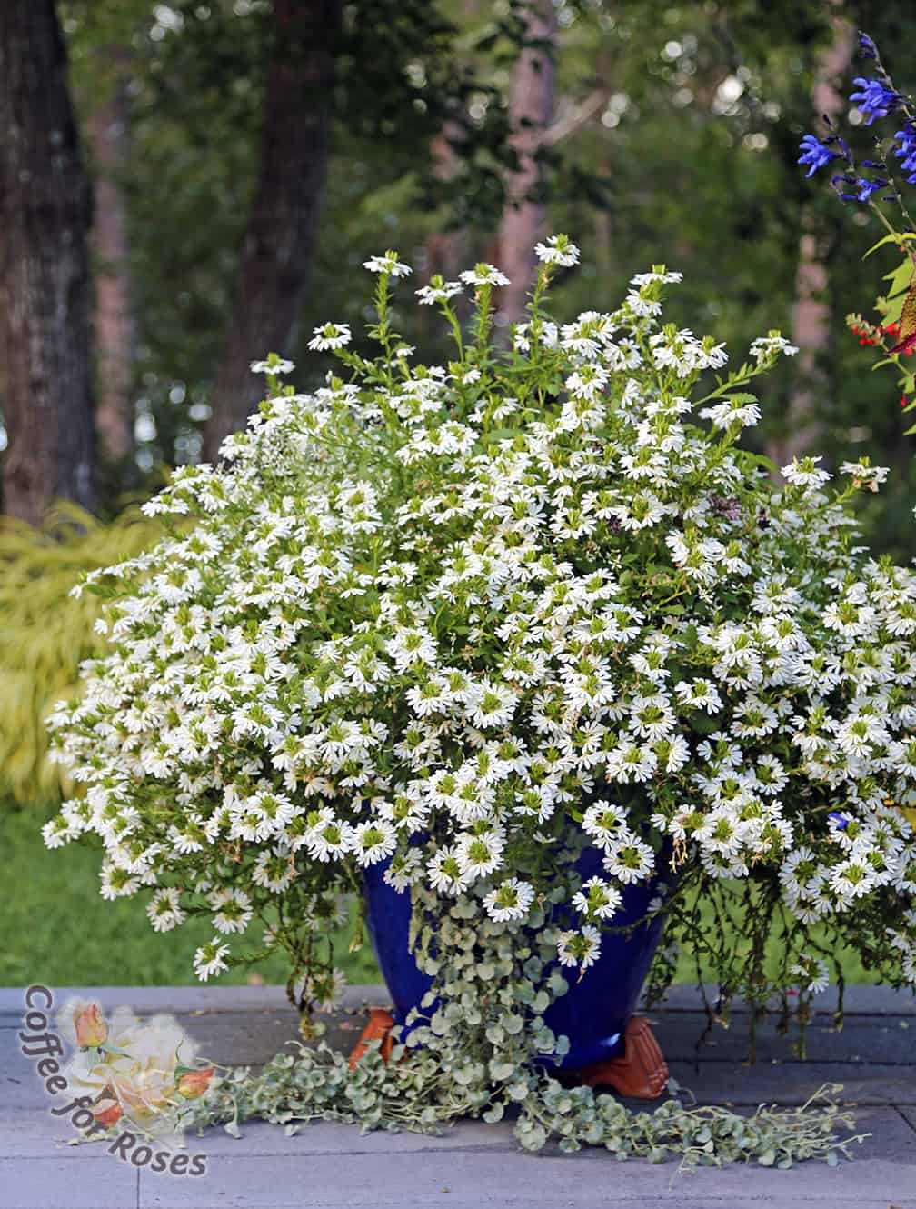 This large pot contains only two Scaevola plants! They quickly overwhelmed the smaller plants I put in the center and became the star of the show. The cascading plant is Dichondra 'Silver Falls.' 