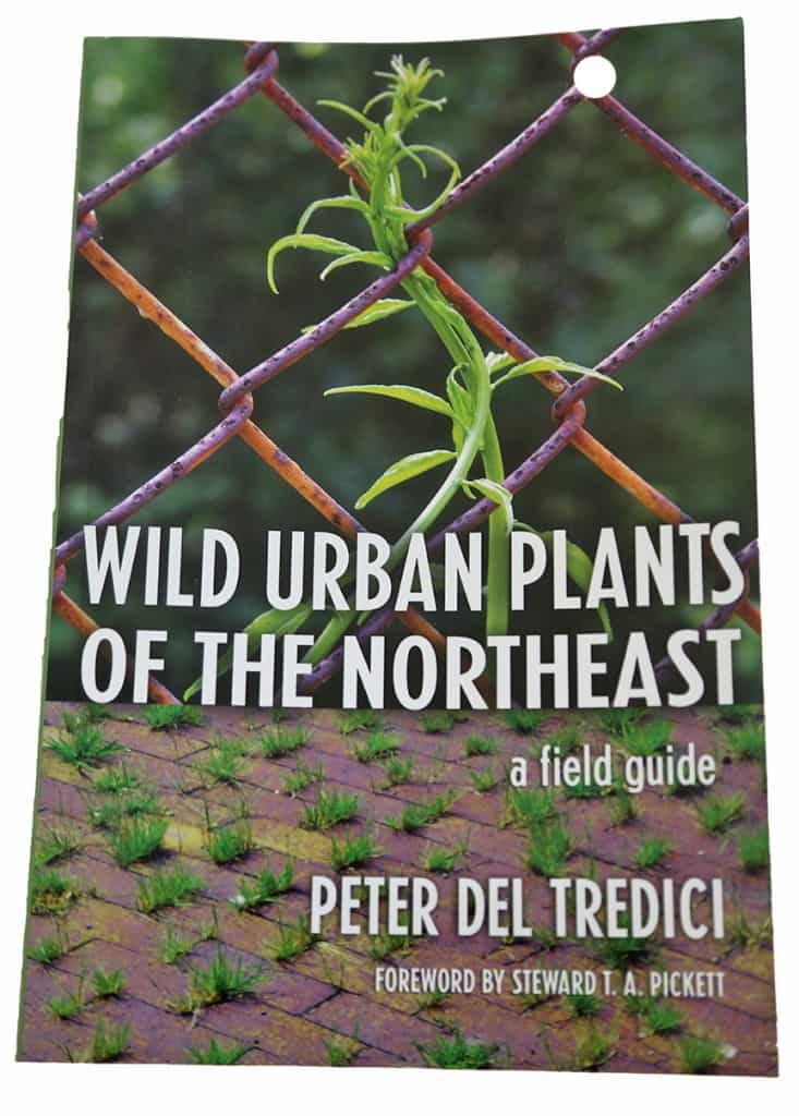 Wild Urban Plants of the Northeast by Peter del Tredici