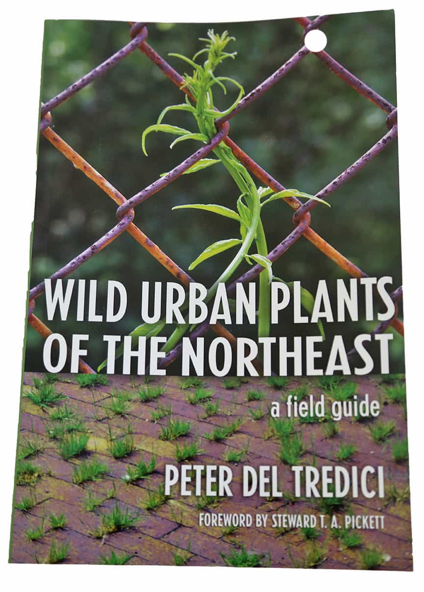 wild_urban_plants_northeast_del_tredici