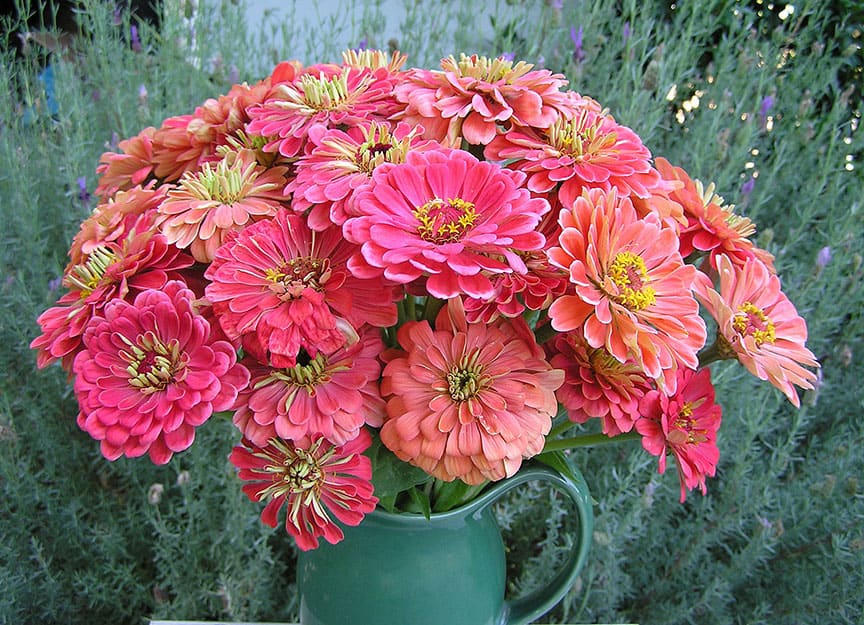 These Apricot Blush Zinnias are lovely on their own and their color will compliment any other flower. Photo courtesy of Renee's Garden Seeds