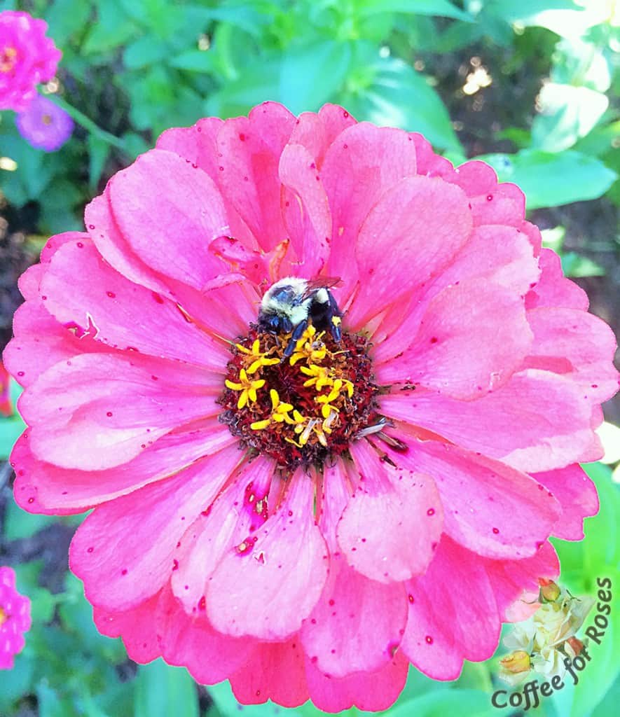 5 Reasons You Must Grow Zinnias Coffee For Roses