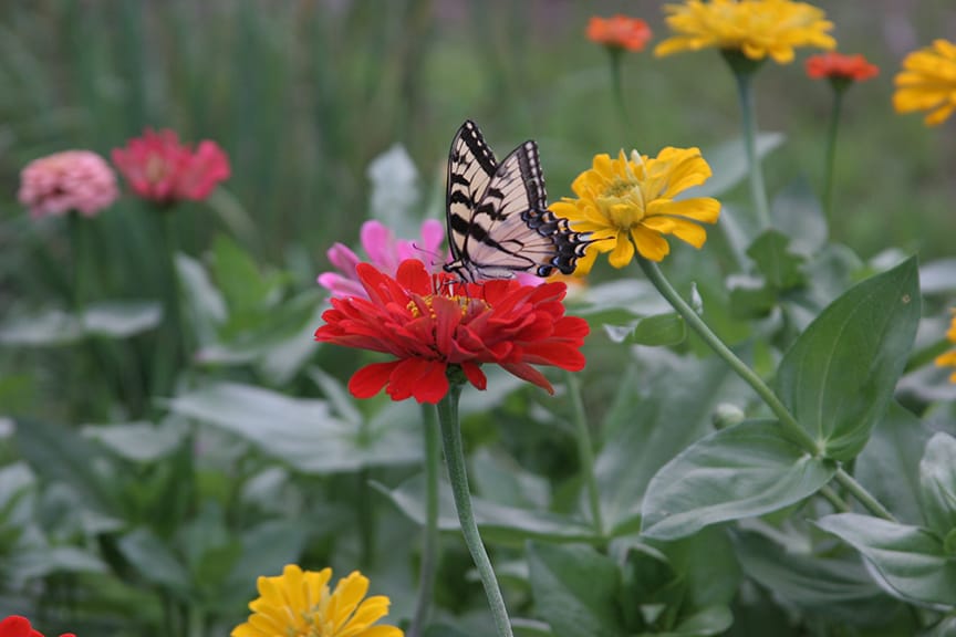 In addition to being a colorful annual for the garden and a wonderful cut flower, Zinnias are one of the best butterfly plants. 