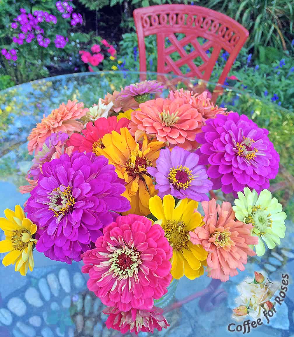 These are just some of the colorful flowers I grew from the various mixes sold by Renee's Garden.  My method is to take a packet of each of her mixes and combine them in a carton, then sow those seeds into flats about a four to six weeks before I want to plant them outdoors.